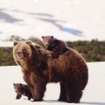Кунашир, медведи Камчатки и тюлени Лоры Белоиван